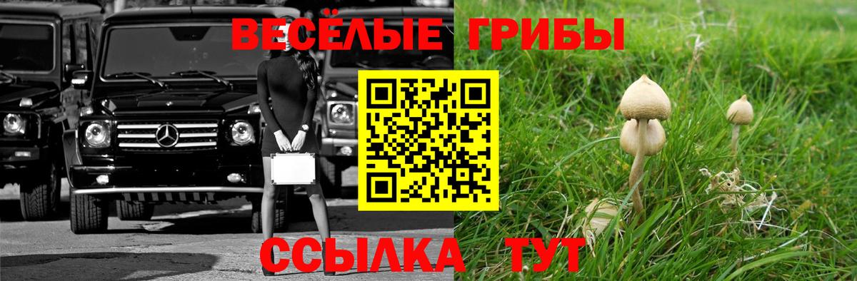 закладка  Вход с VPN  Выборг  Псилоцибиновые грибы мухоморы 